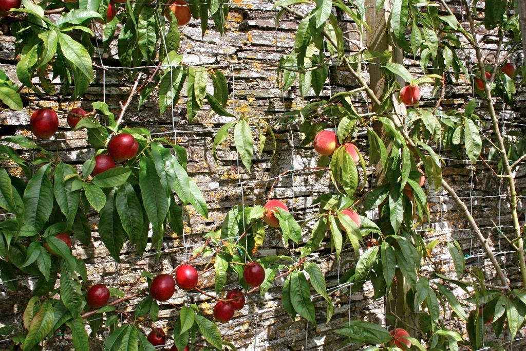 The Old Rectory Bed and Breakfast Boscastle Εξωτερικό φωτογραφία